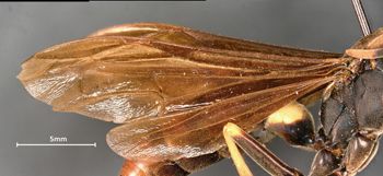 Media type: image;   Entomology 33135 Aspect: wing